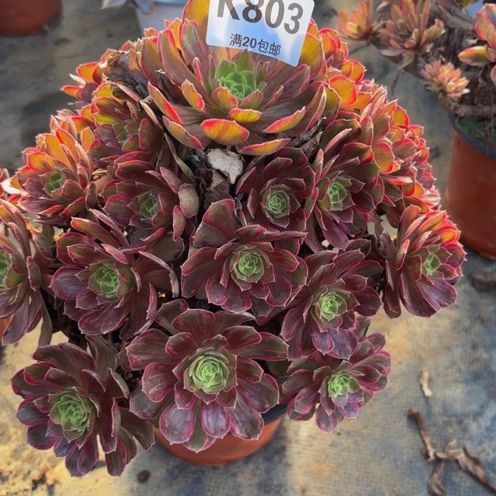 瑞妈多肉园艺，803.安娜锦