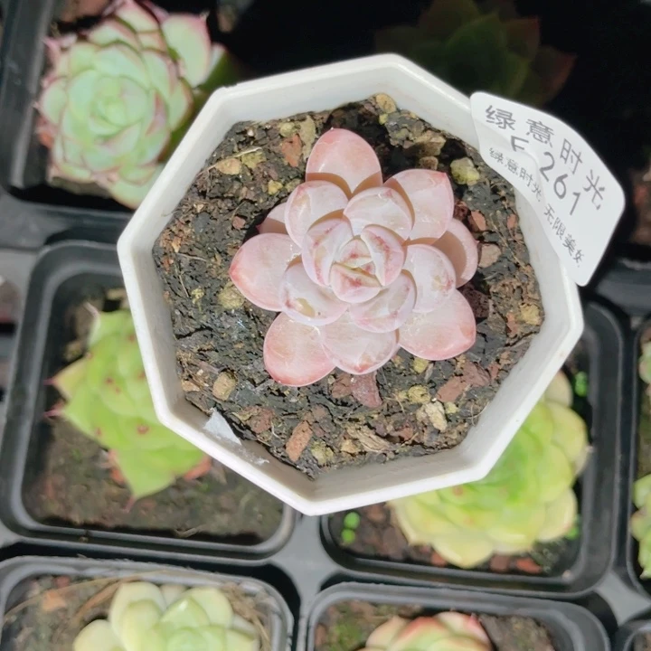 261 凌雪 换盆土发货 一物一拍