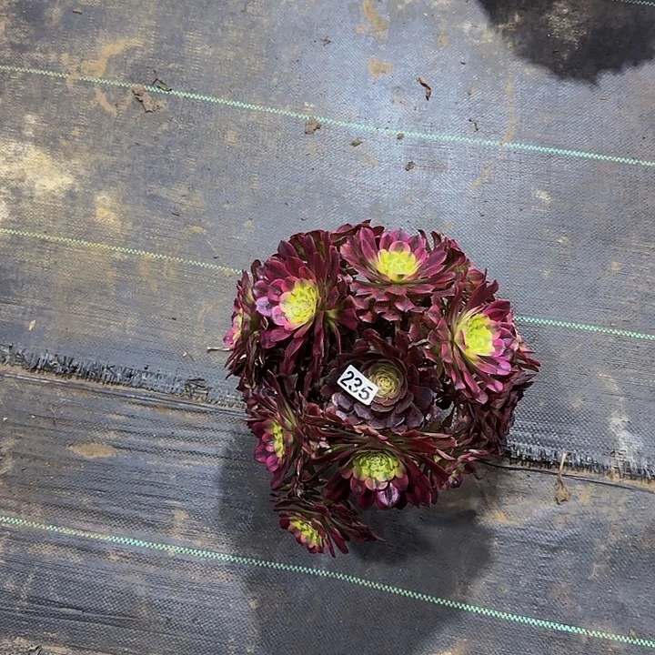 W****?235维纳斯多肉法师