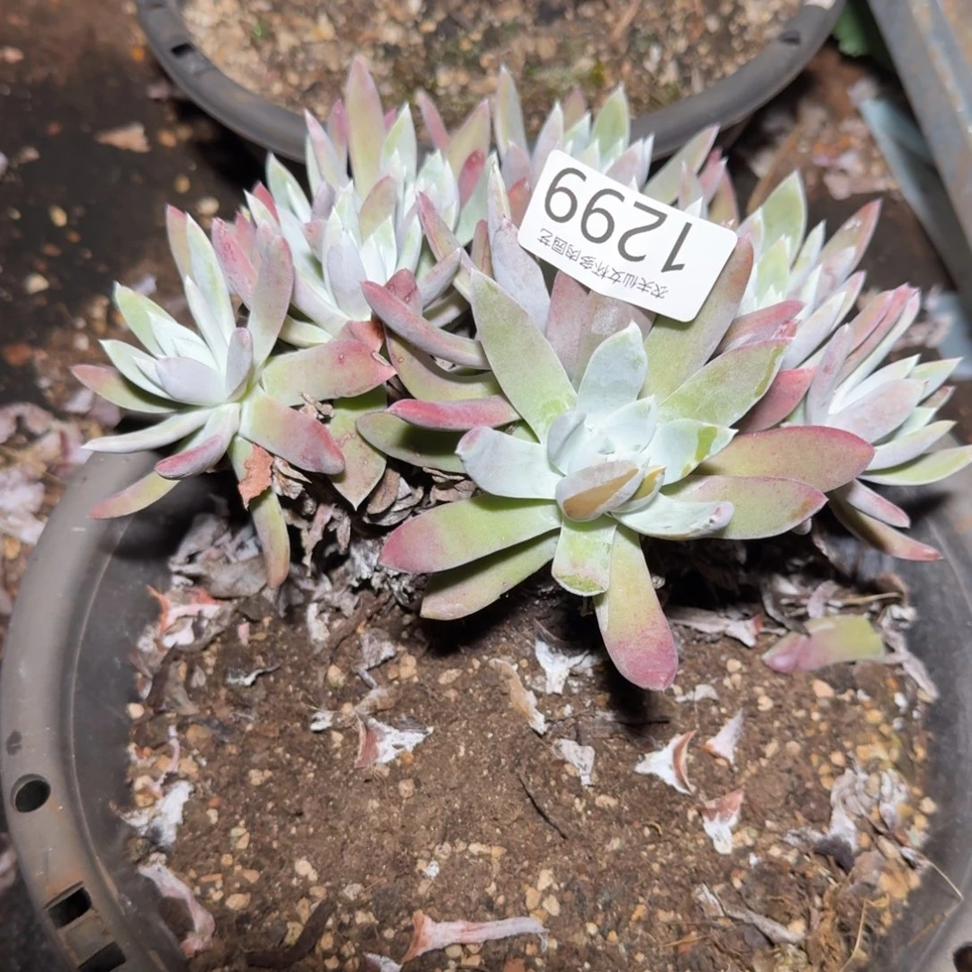 阿金尼仙女杯多肉福利