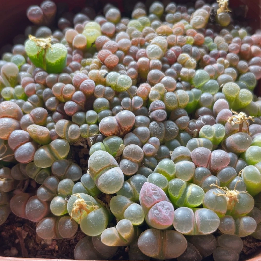 五彩风铃一物一拍～888