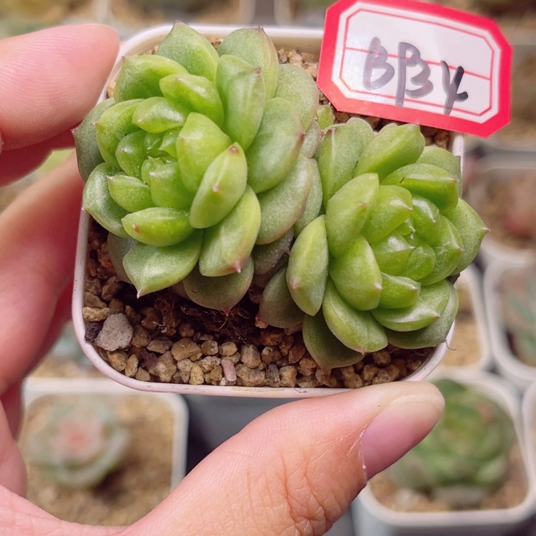 B934一物一拍 珍妮放漏18包邮