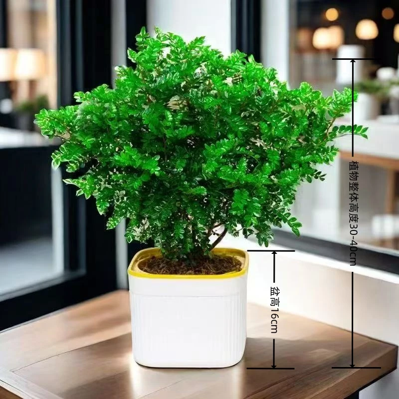 （五年老桩）清香胡椒木绿植驱蚊虫植物花卉盆栽四季常青净化空气