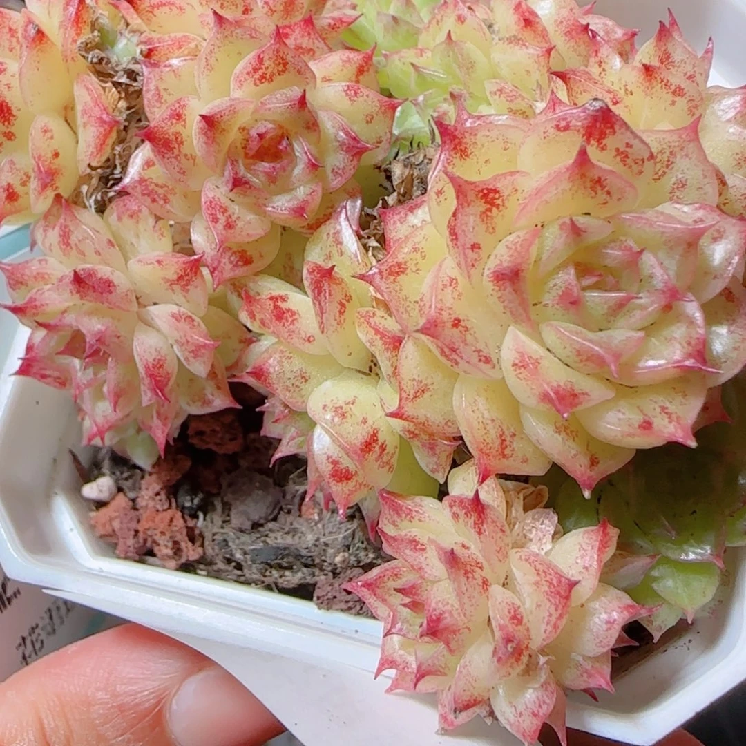 花语多肉1205-10开播福利散