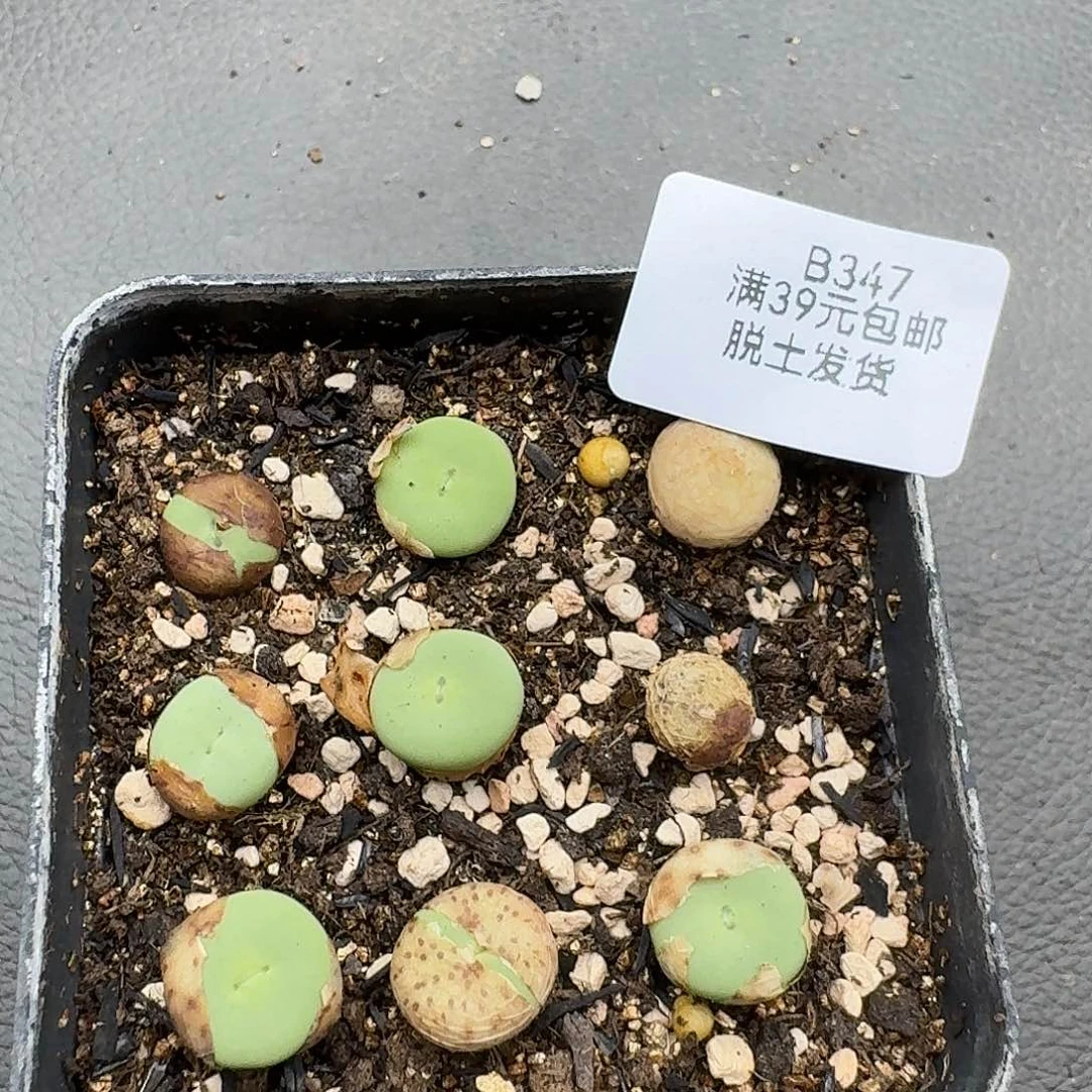 347带盆发哈哈哈哈哈哈哈哈