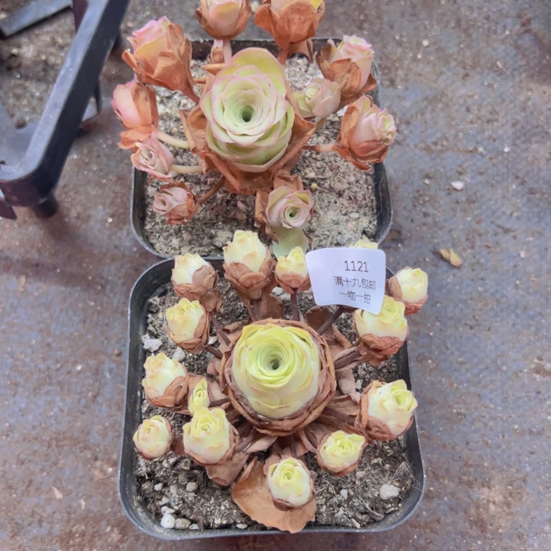 1121 裸根不带土发货不包损