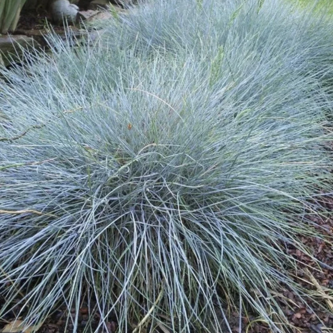 【蓝羊茅】120口径（5单包邮拍5发6）植物盆栽庭院耐热耐寒多年
