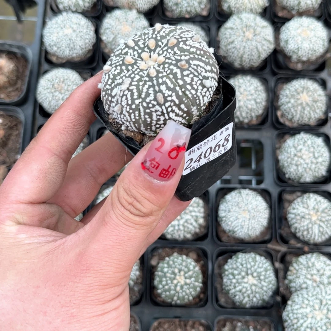 蕾**i24068一物一拍单头发货