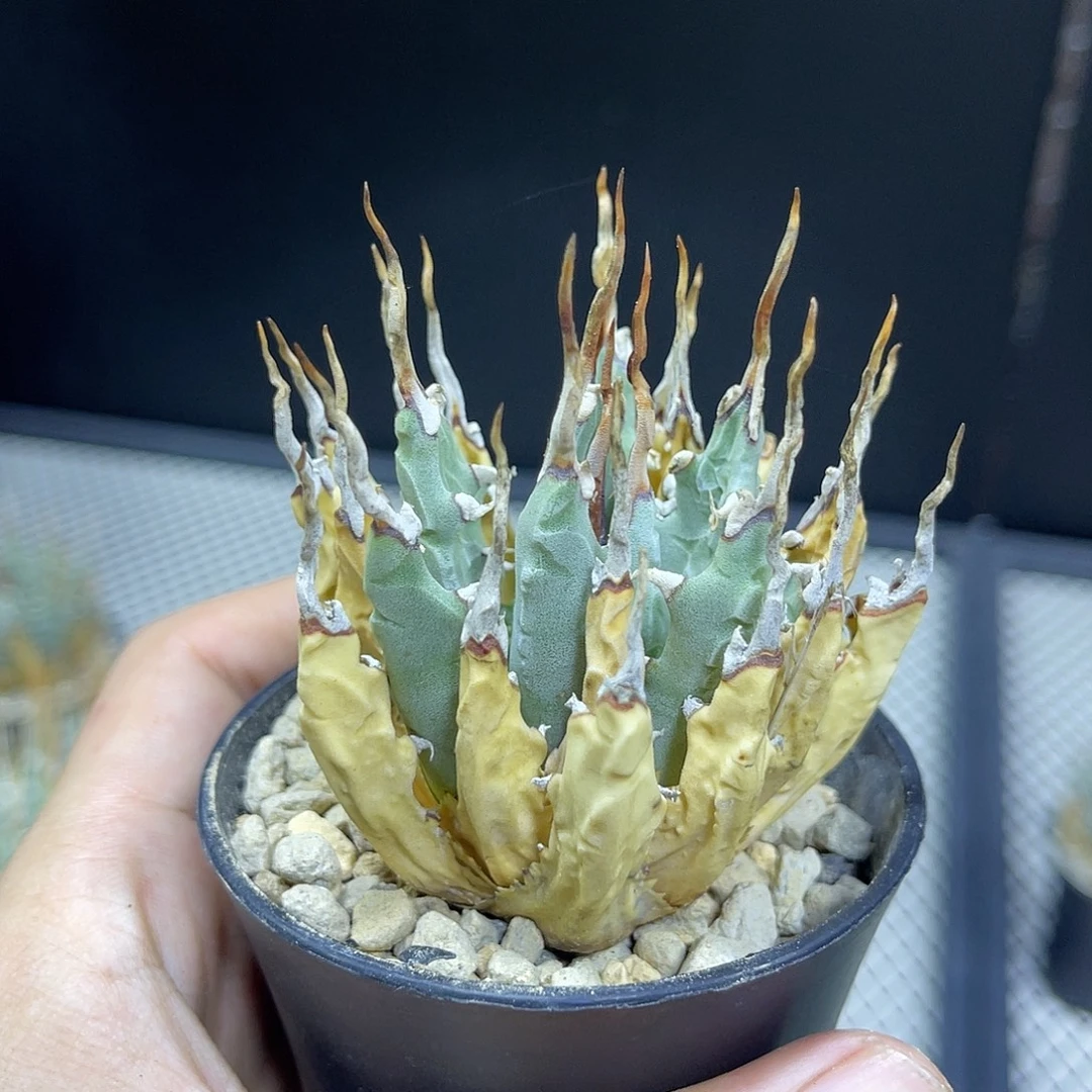 曲刺妖炎熟桩带盆