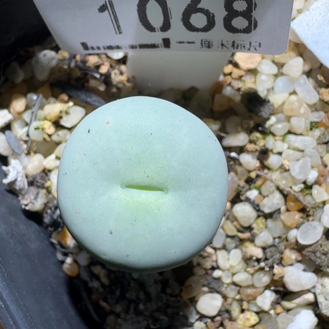 zzzz好货也清仓1068