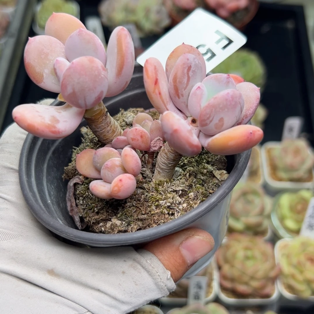 505 多肉植物组合盆栽