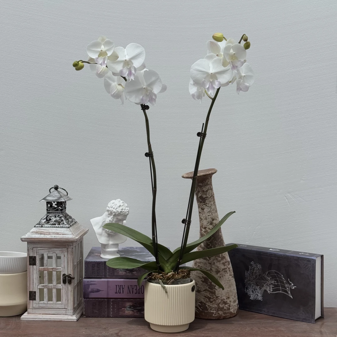 TOP FLOWER/上花白富美 长舌大白花【九月新品】