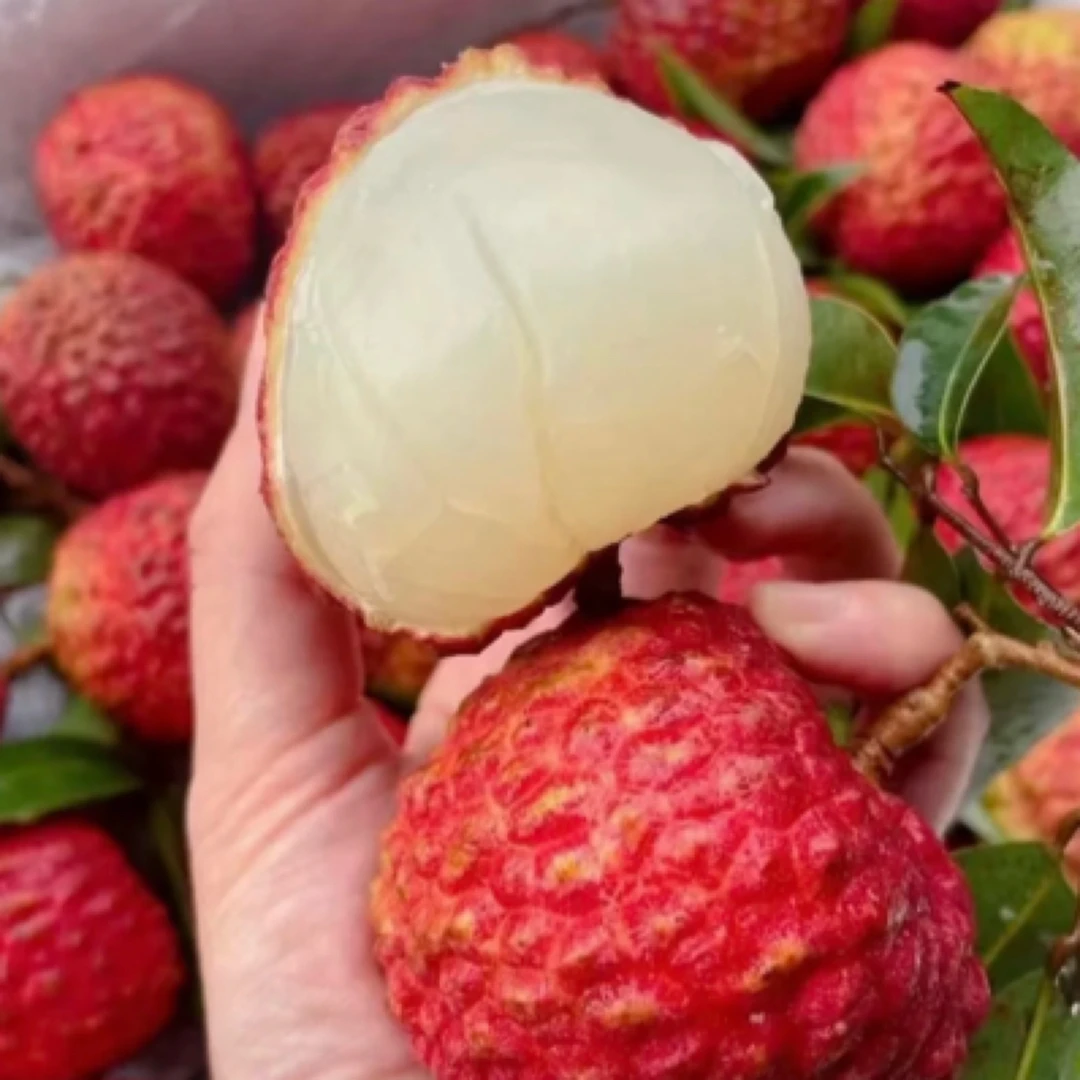 海南火山荔枝王（脆甜多汁）荔枝同城送海南省