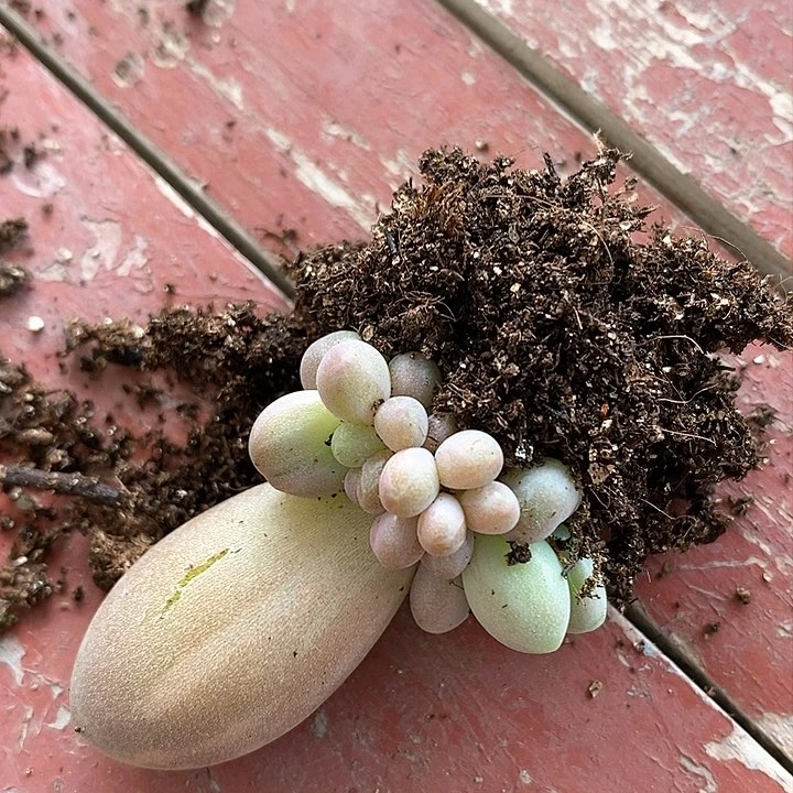 多肉植物一物一拍