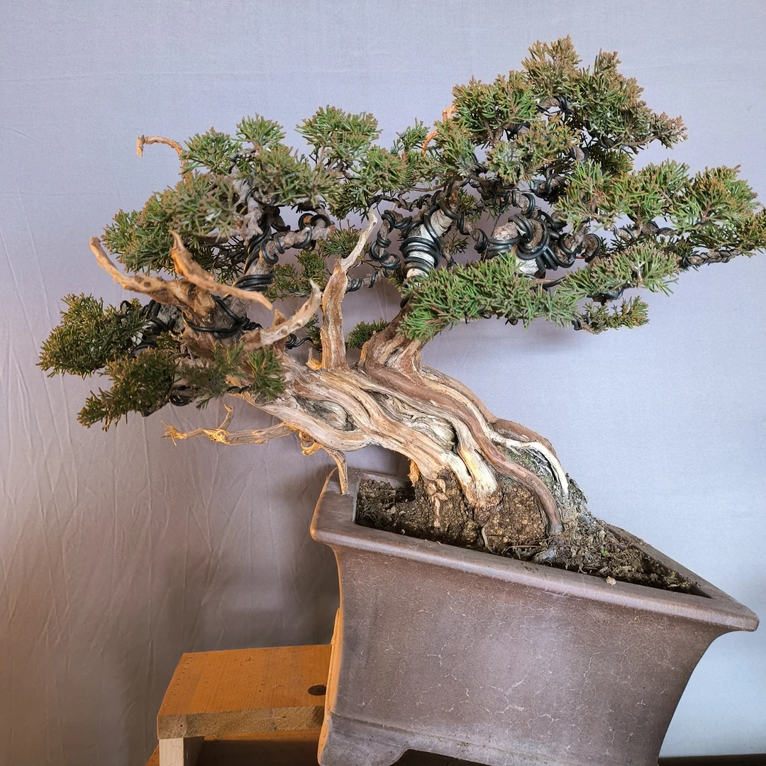 「景好园艺」真柏盆景绿植柏树盆景