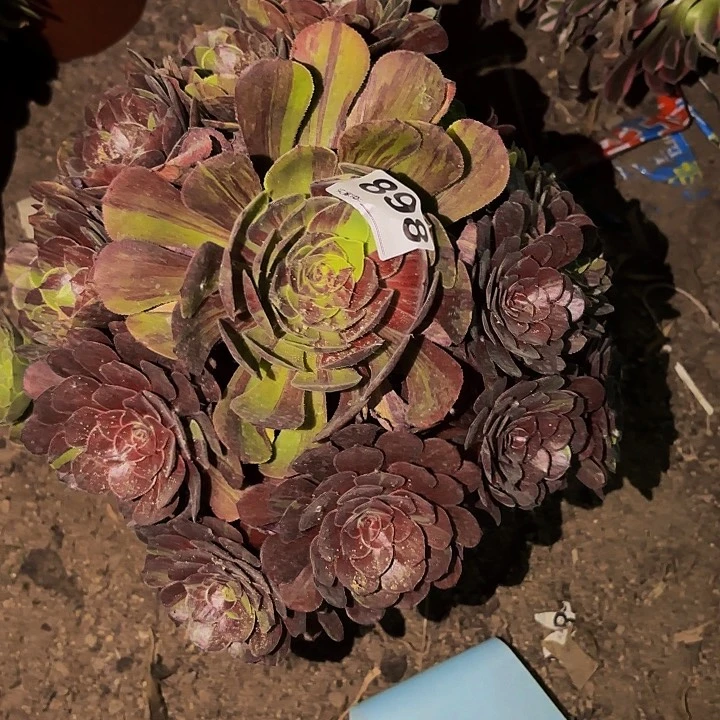 898花花公子多肉植物