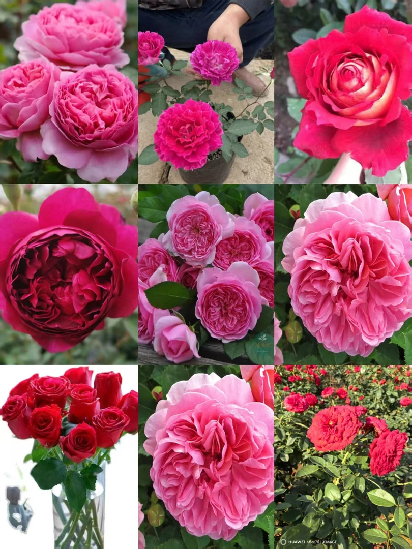 緋扇粉扇双色月季