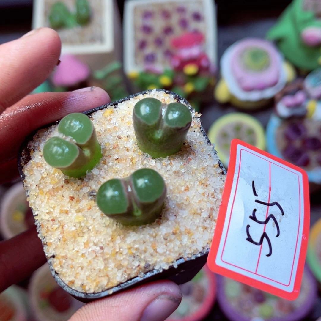 555脱土发111111111111