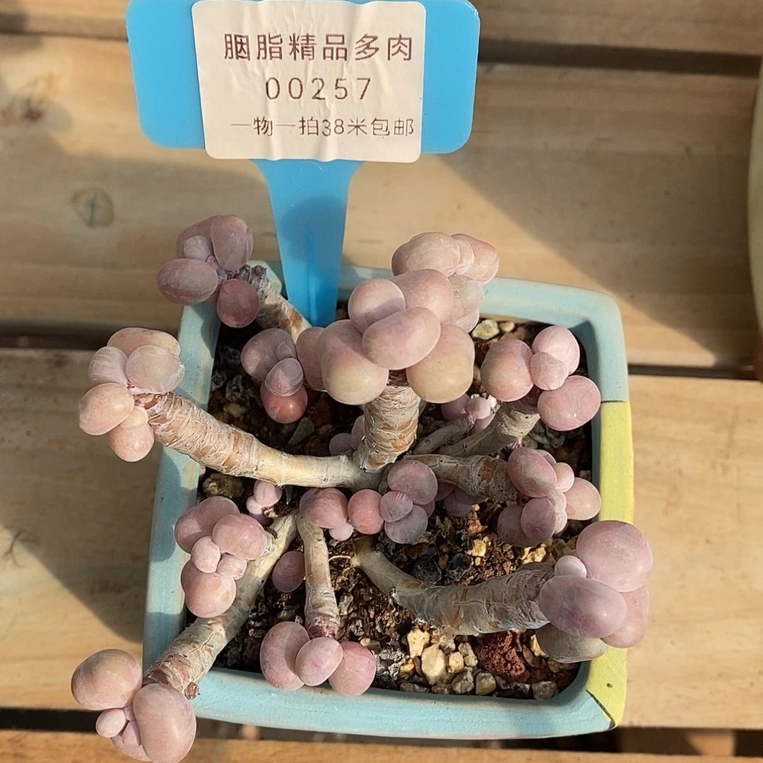 00257册无聊莉莉冠军