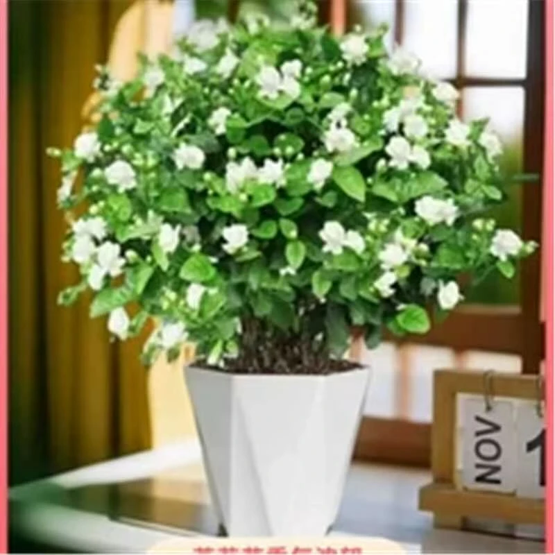 赠送白色盆 【带花苞】重瓣浓香型香水茉莉基地直发