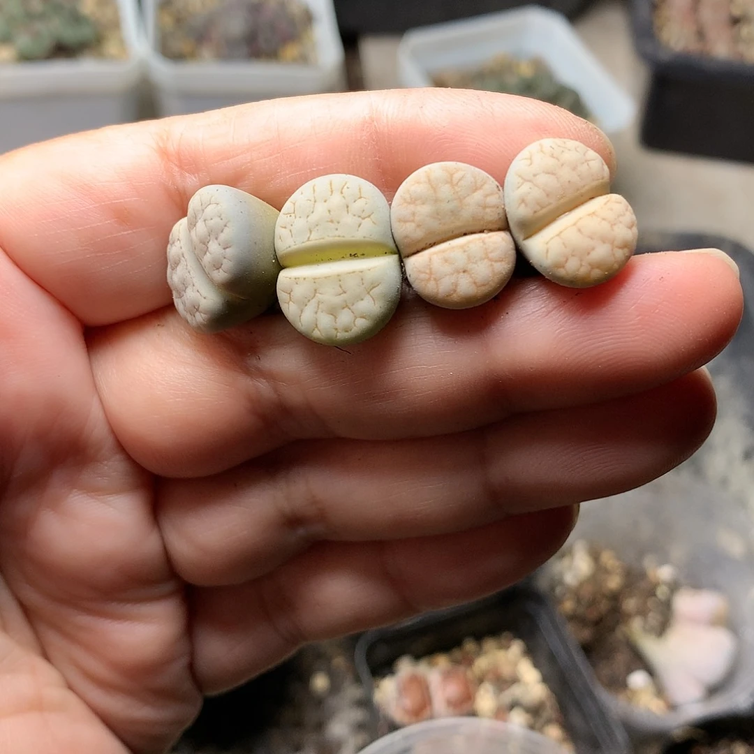 W122多肉植物保护