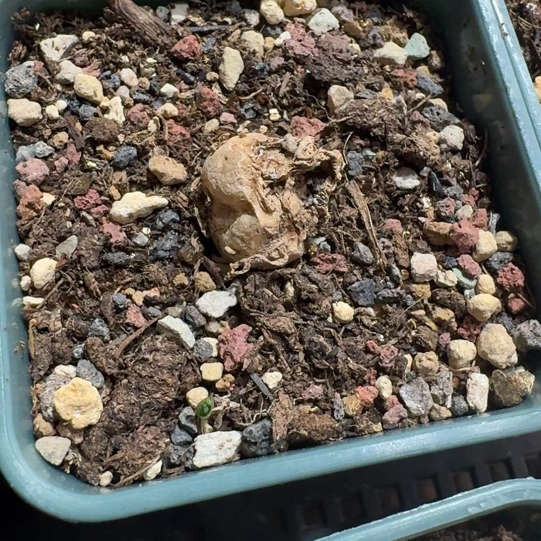 小手指雾冰玉一个带盆