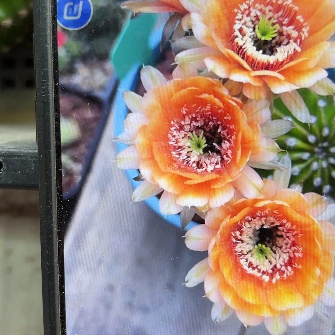 鹅黄金刚侧牙28包邮仙人球35