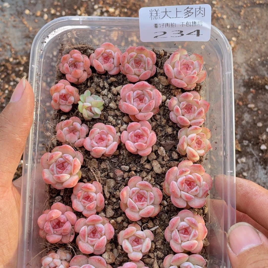 糕大上多肉植物234