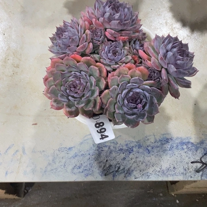 啃***女894蓝色妖姬多肉植物