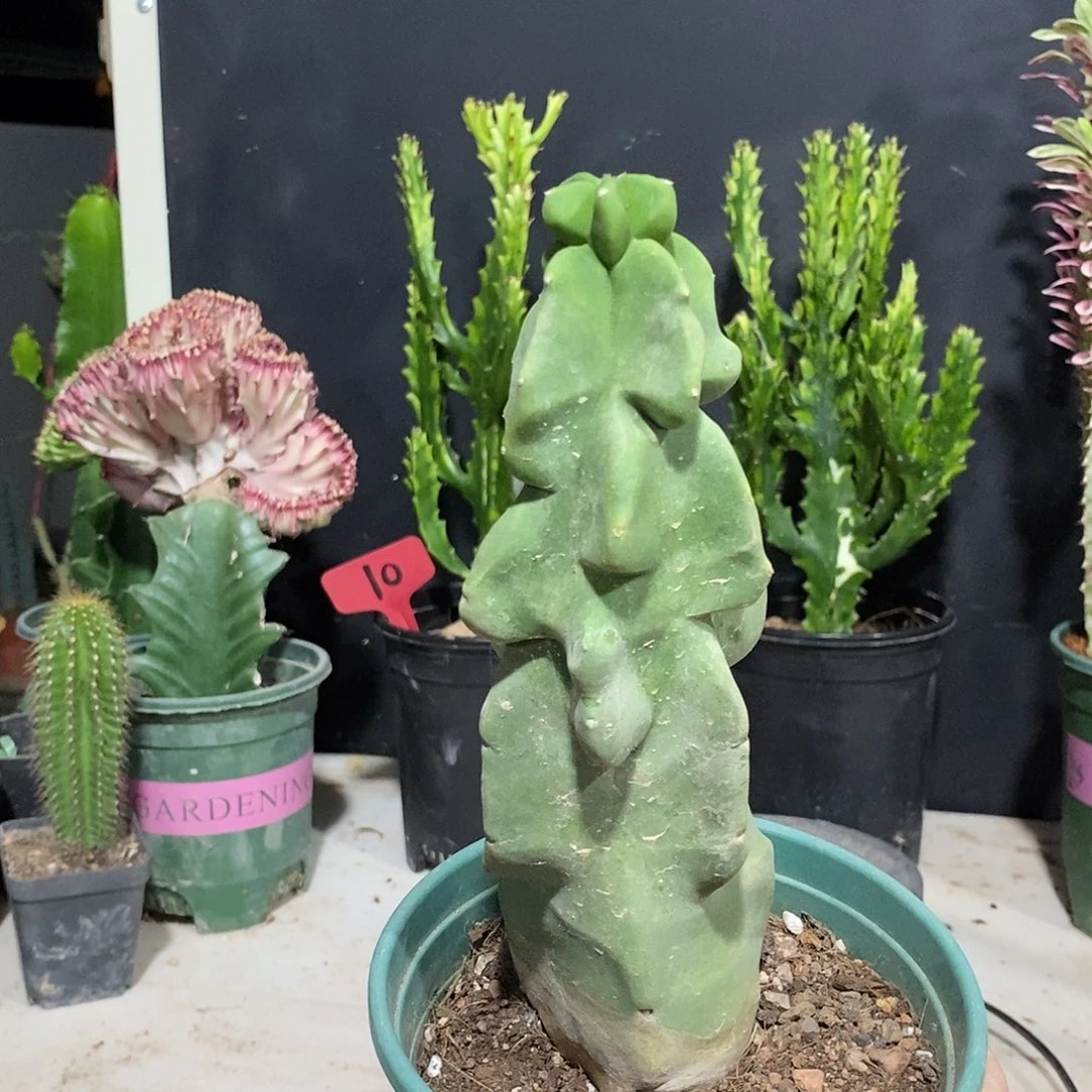 无花朵上帝阁一物一拍