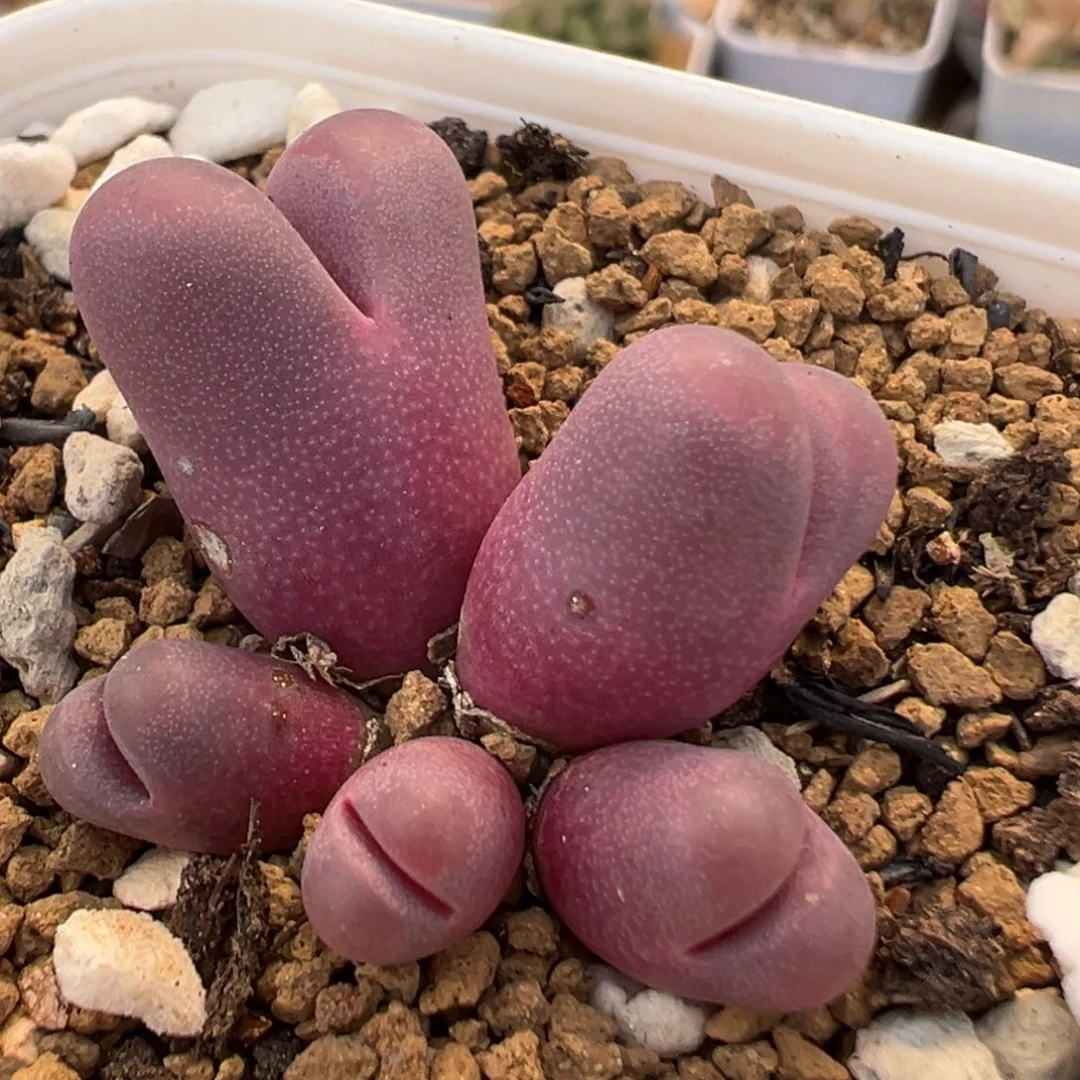 58多肉植物百科植物