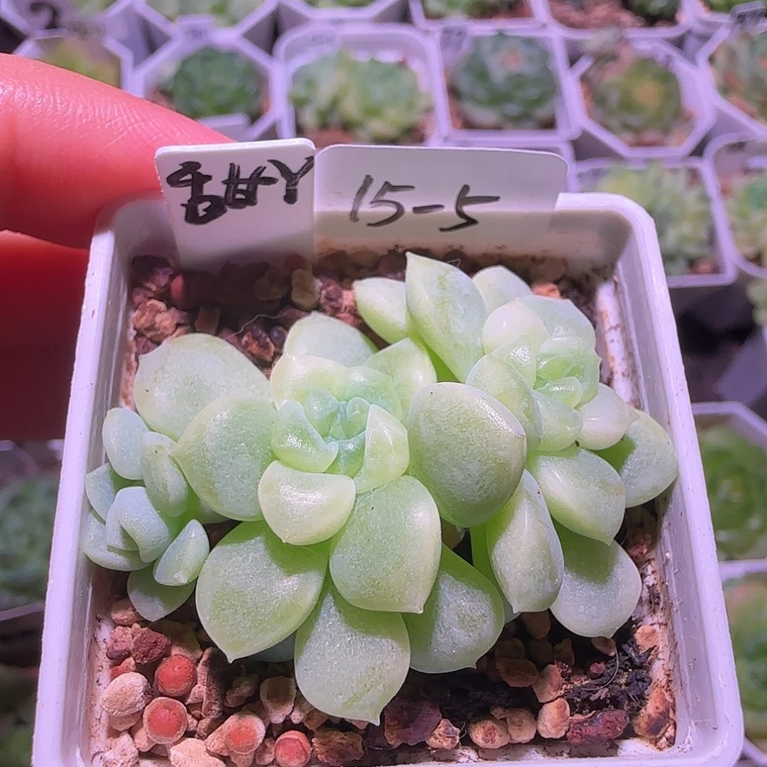 来***翅甜言财富密码三头群生不包整