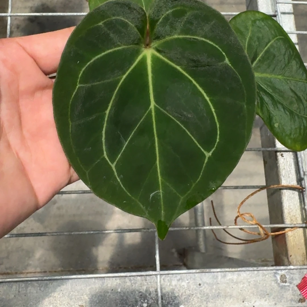 不开花植物1605 特价kos
