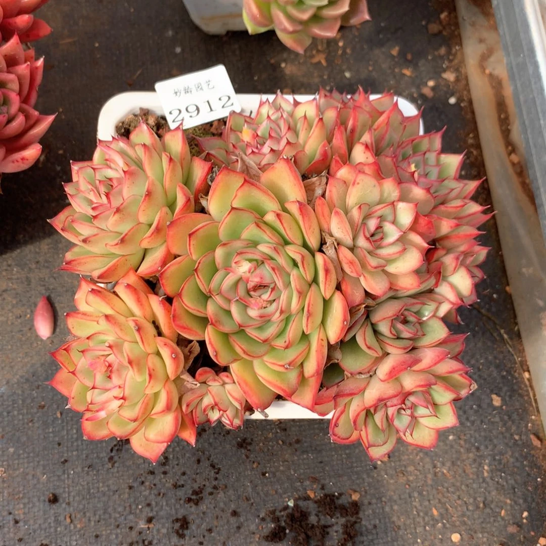 姐***肉2912杂交多肉植物基地