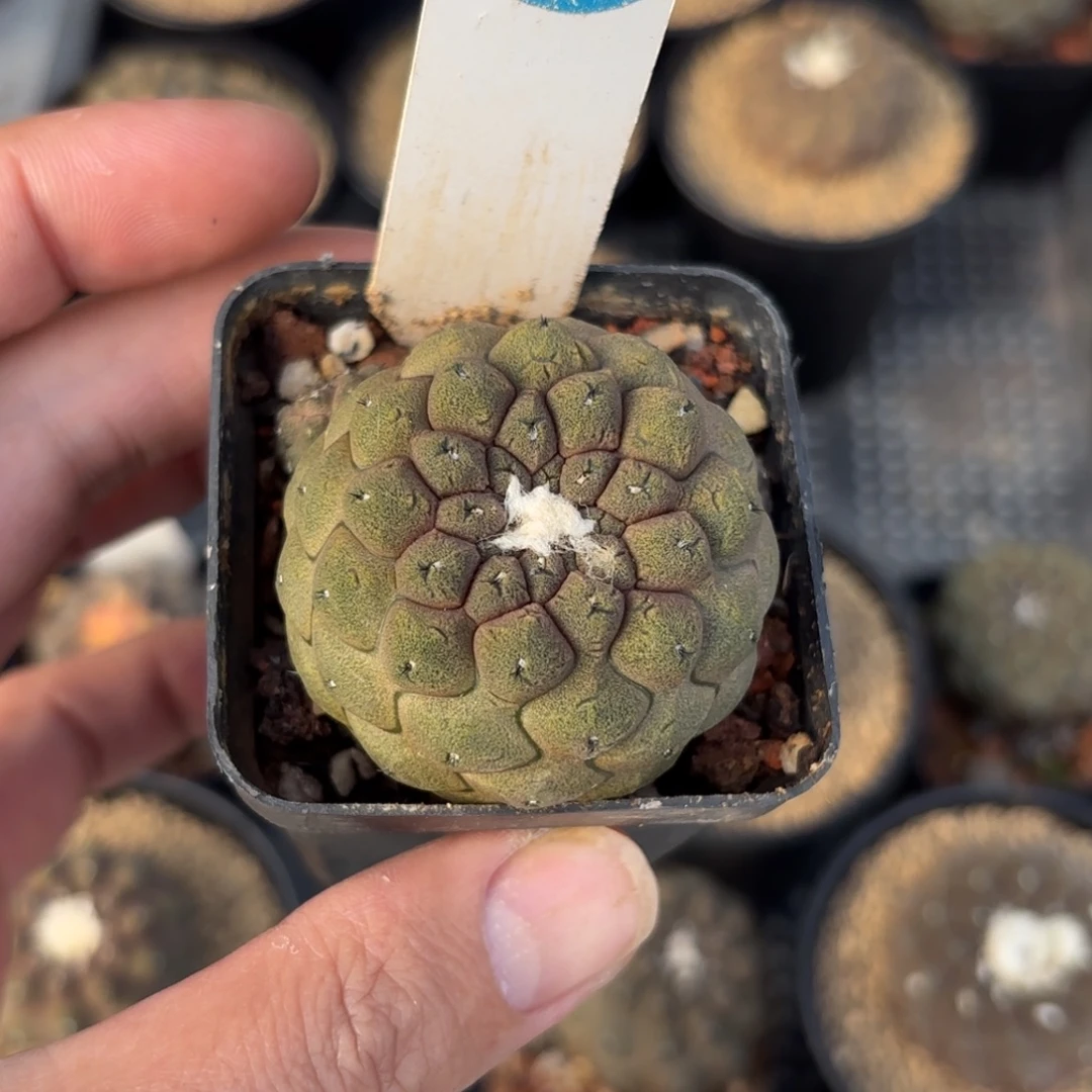 近***远426实生蜥蜴皮带盆带土发货