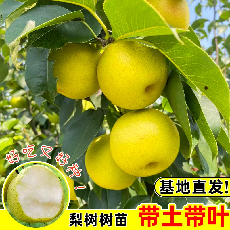 正宗嫁接梨树苗盆栽桂花梨地栽庭院种植云南红梨带土带叶高产大果