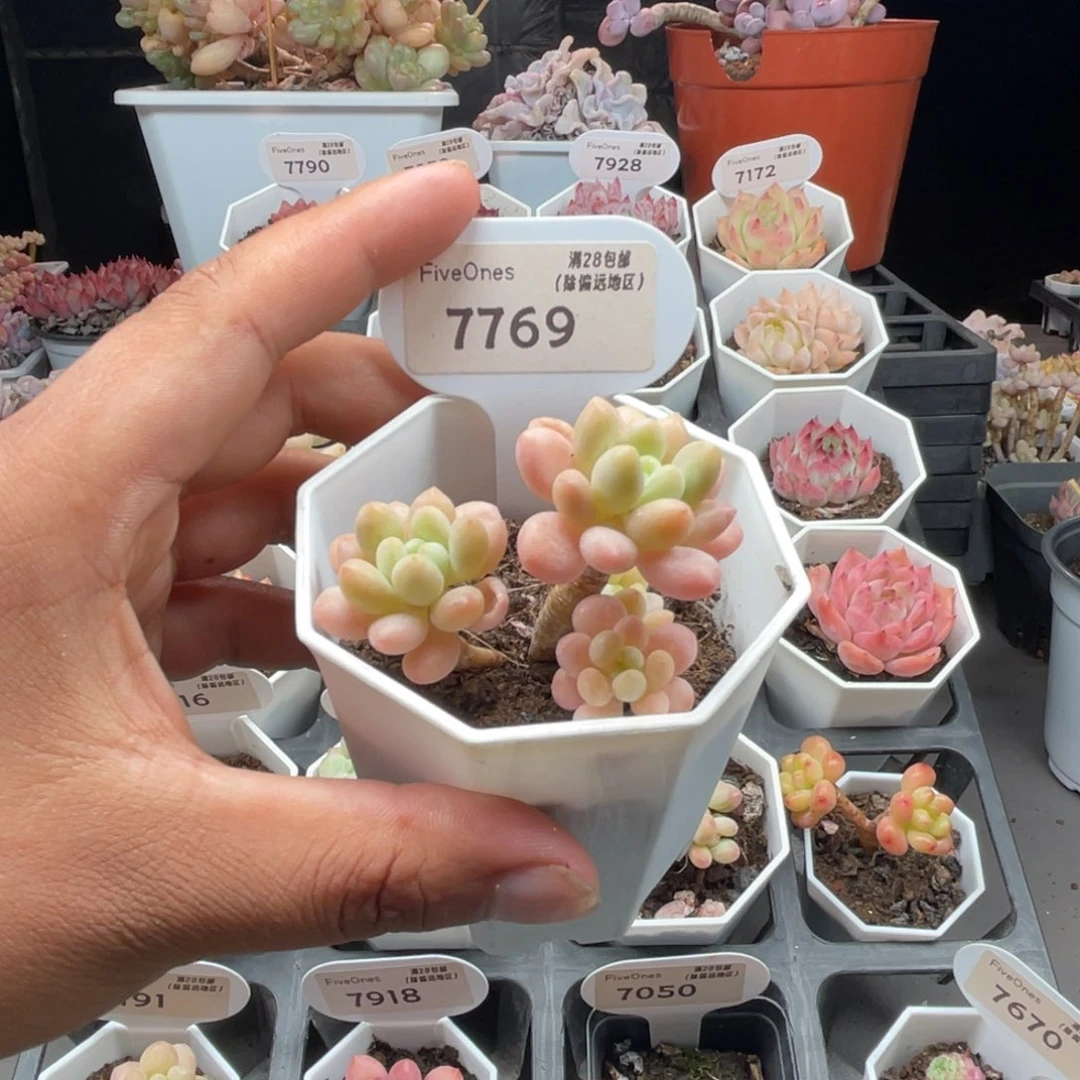 7769鱼子酱4.0厘米