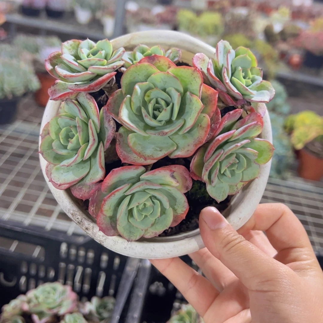 奶油黄桃六头起发