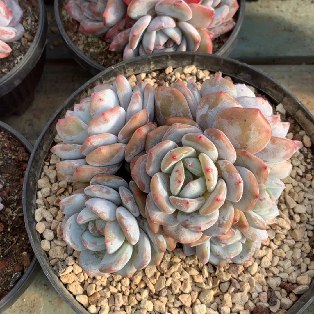 无花朵哈哈哈哈哈哈哈哈25