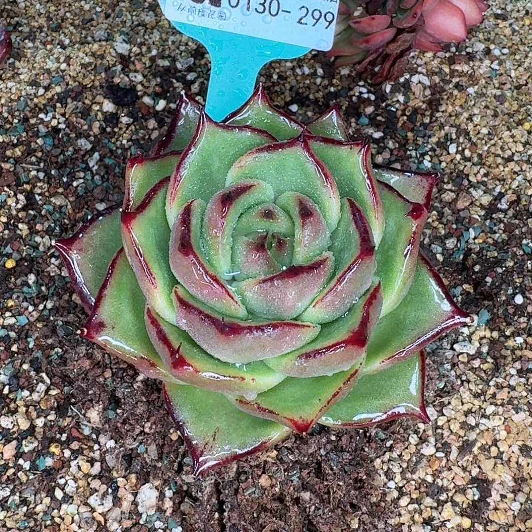 从前慢花园多肉0130-299