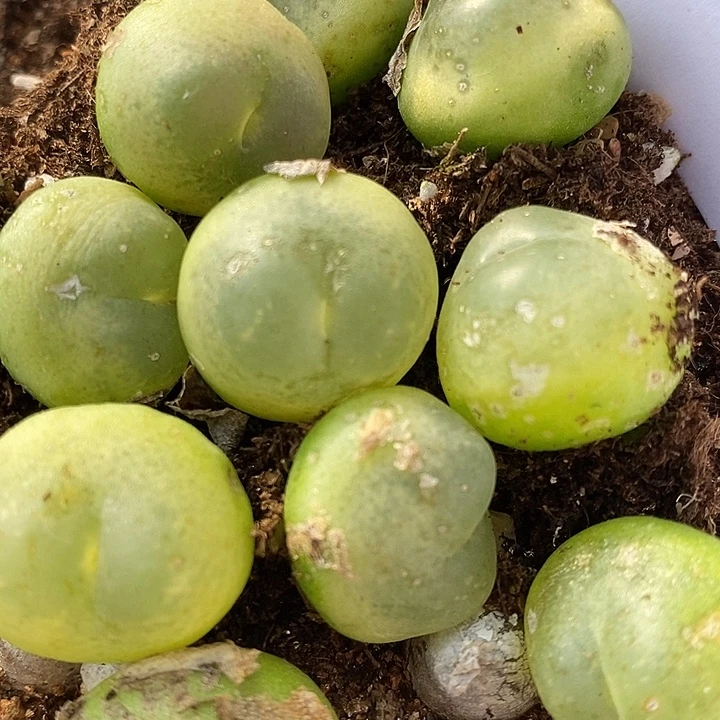 1130大拉登一颗有瑕渍。