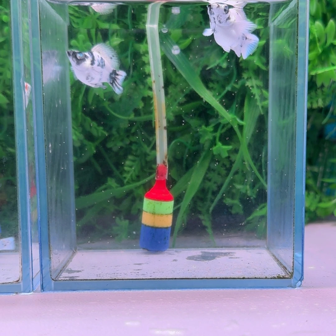 h***l黑玛丽鱼149号白马1对玛丽