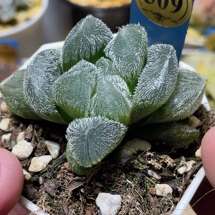 509巨大梦露特选福利