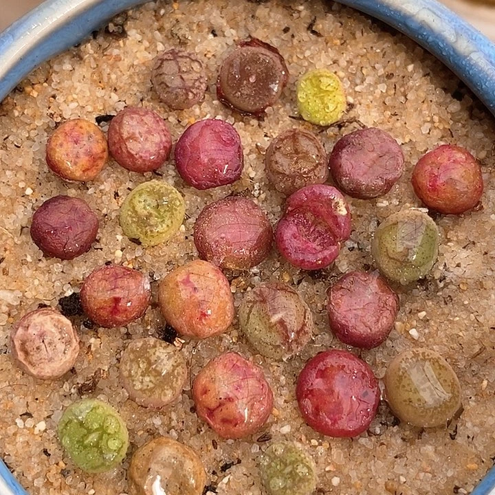 小毛杂一颗