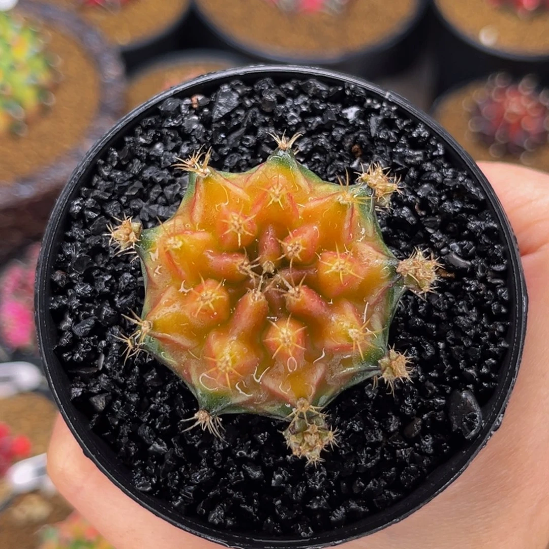 抹茶  米哈仙人球