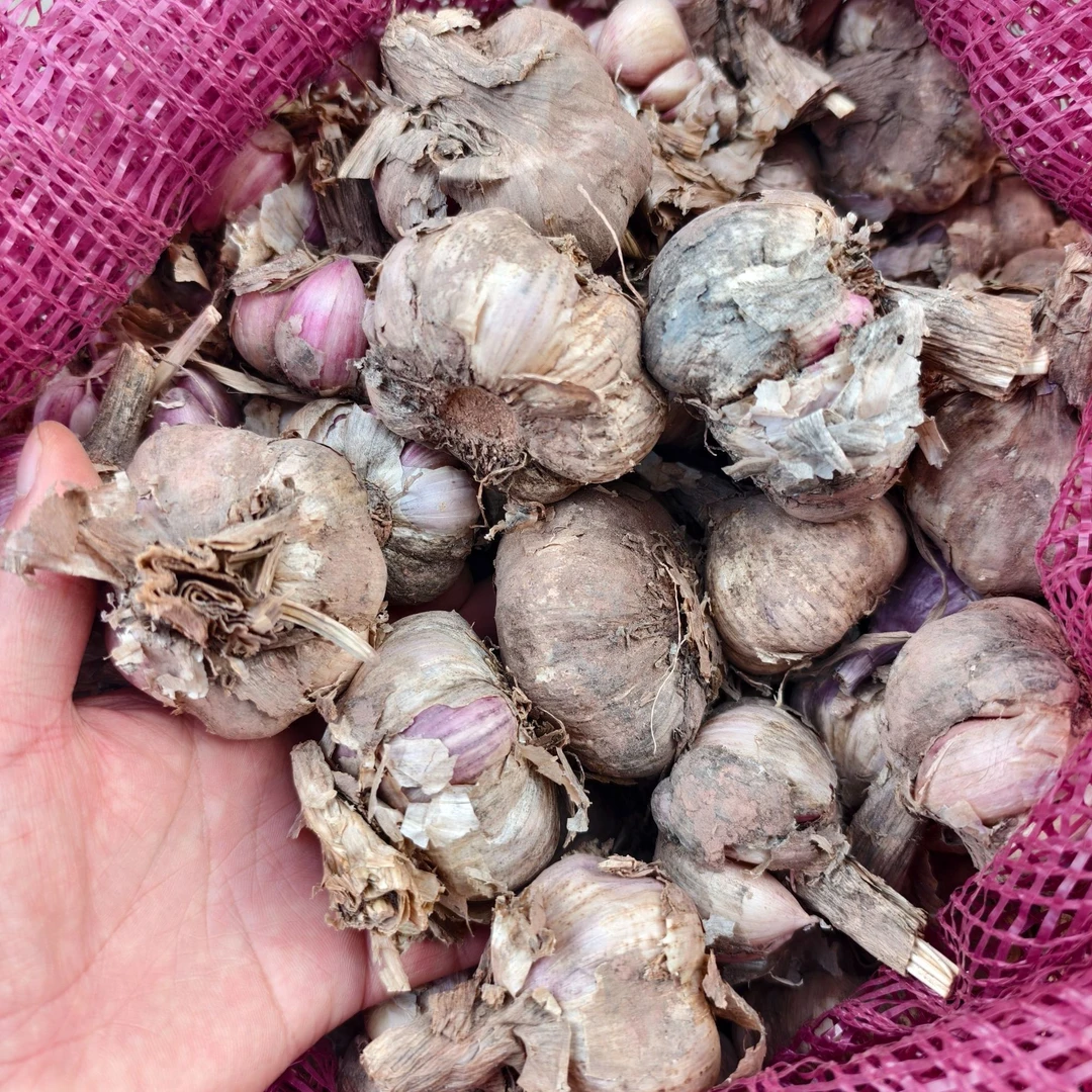 云南紫皮多瓣蒜新鲜干蒜香味浓辣味足炒菜香的食材