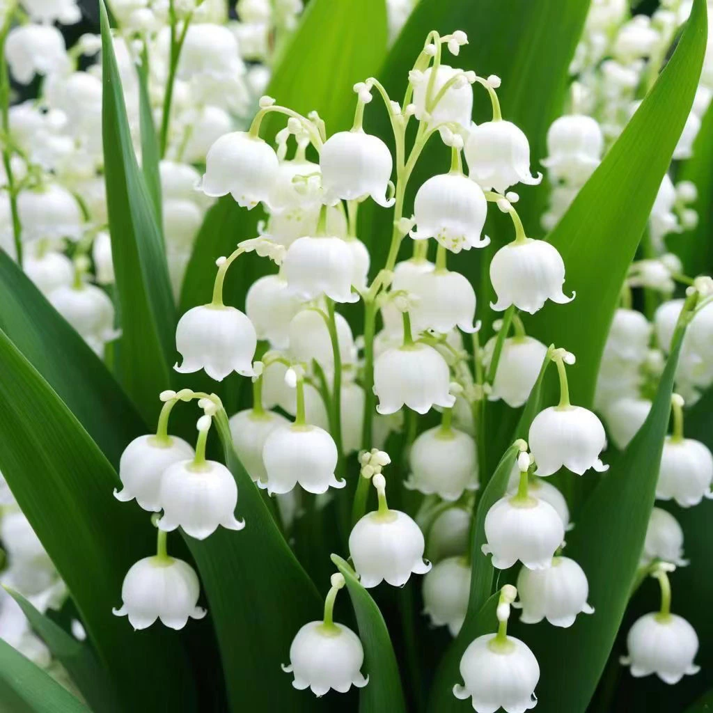 【发芽带根】香铃兰花苗浓香阳台风多年生幻变铃兰绿植盆栽耐寒耐热