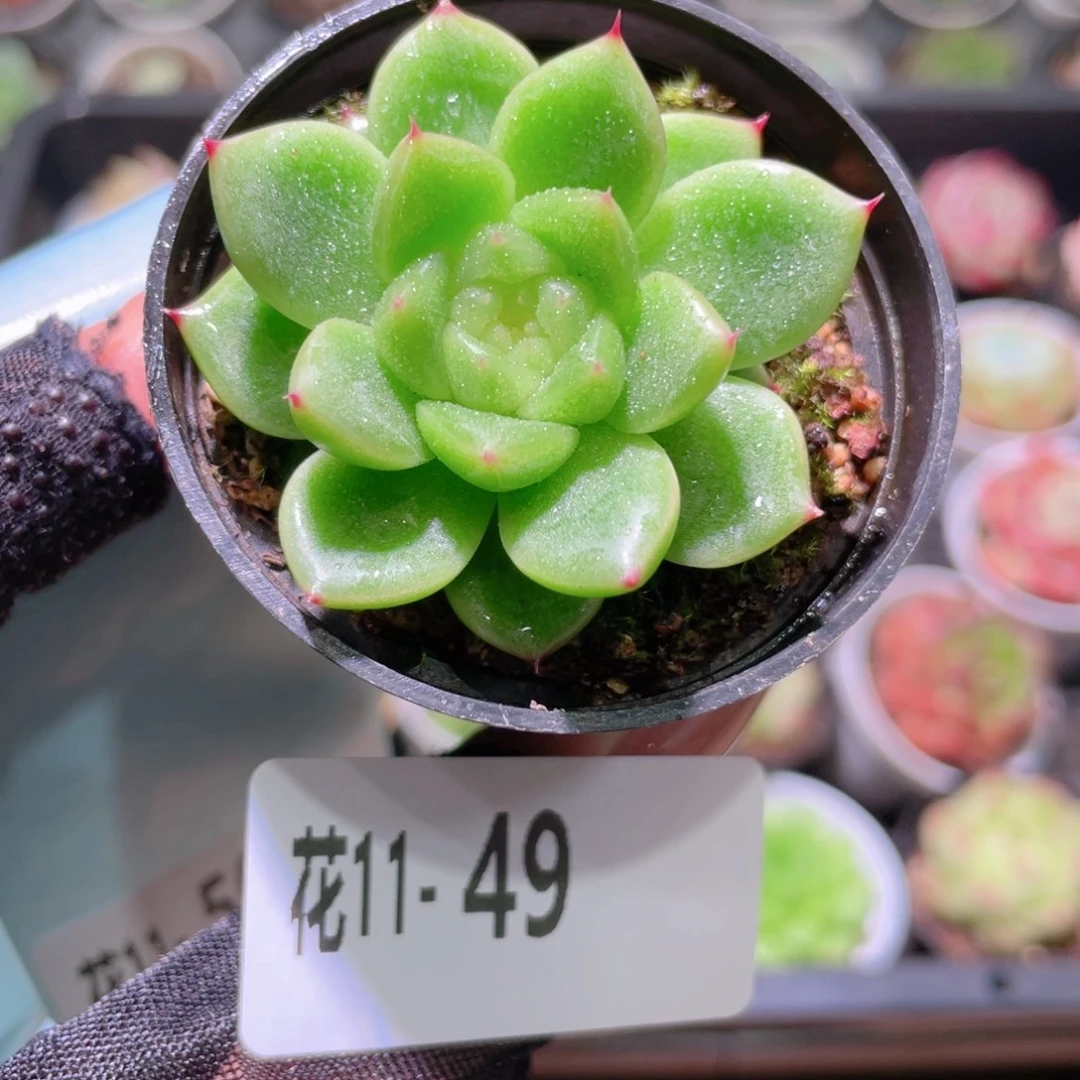 花利美11-49新品单头