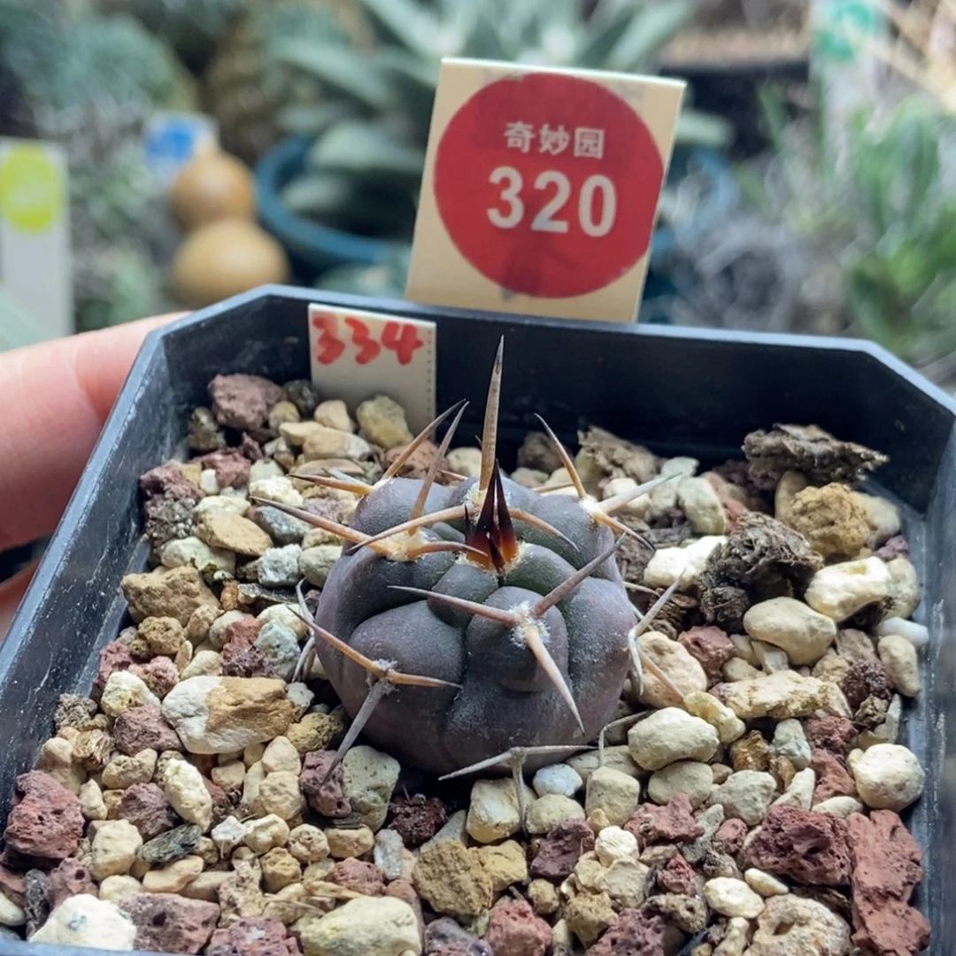 实生豪刺守金摩天龙2.3cm