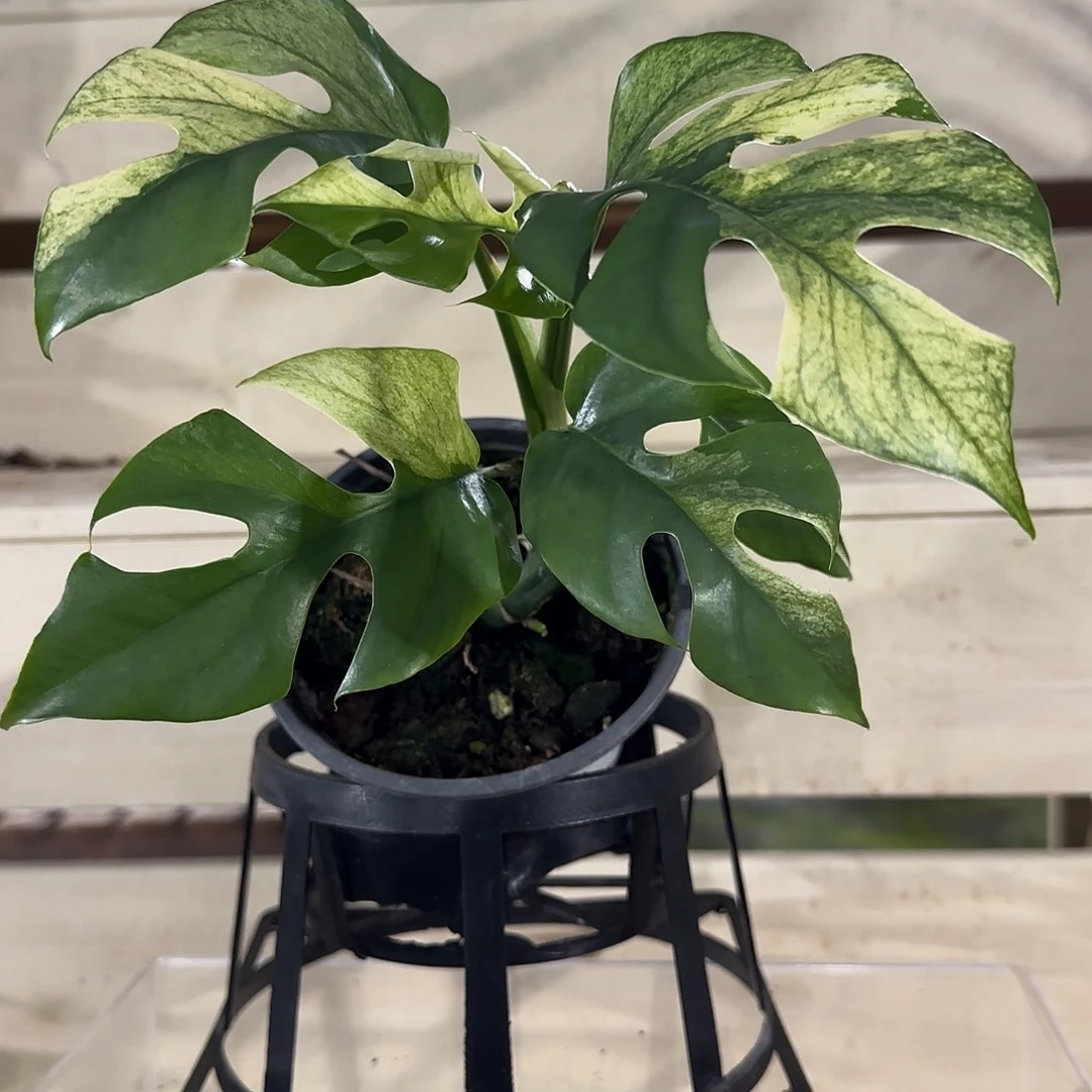 无花朵薄荷姬龟背锦